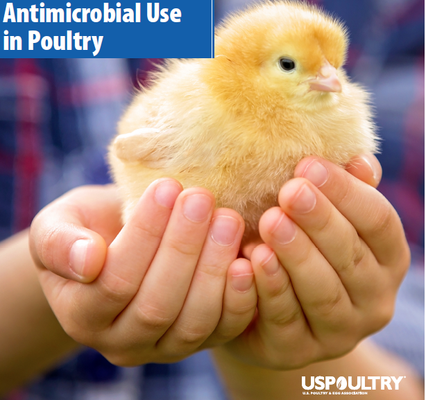 Se publica primer informe del uso de antimicrobianos en pollos de engorda y pavos en Estados Unidos.