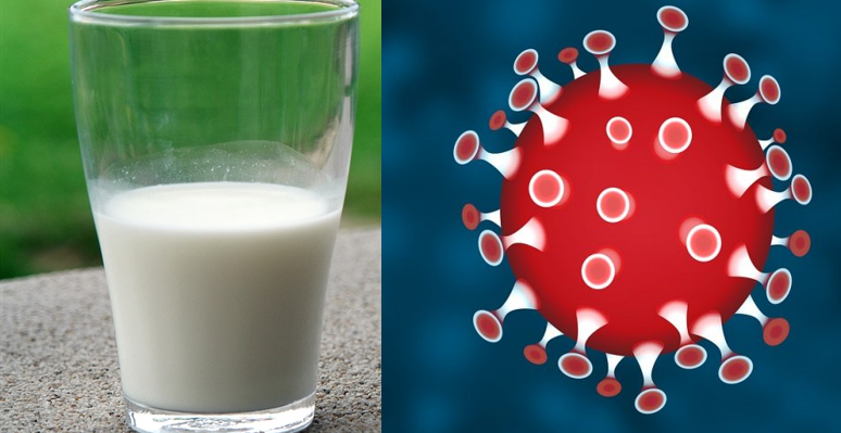 La leche fortalece el sistema inmune frente al coronovirus