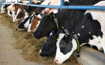 Ingredientes y alimentos balanceados de proximidad y más digeribles para reducir los impactos ambientales de la ganadería.