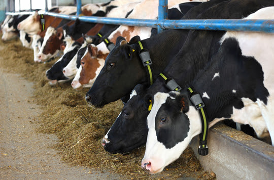 Ingredientes y alimentos balanceados de proximidad y más digeribles para reducir los impactos ambientales de la ganadería.