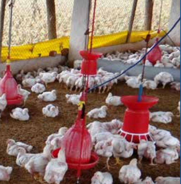ANECA sabe lo que la influenza aviar puede hacer y ha concentrado sus acciones en capacitar y prevenir.