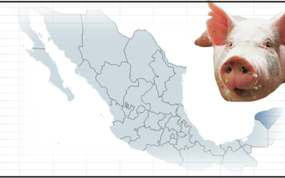 Yucatán sostenible en la producción de cerdos.