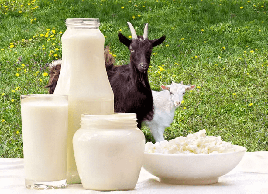 Perspectivas recientes sobre los beneficios para la salud de la leche de cabra, sus productos y su procesamiento.