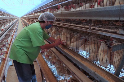 Ordena Senasica vacunación estratégica para proteger la producción avícola de la influenza aviar AH5N1.