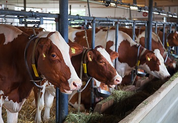 El gobierno pone tope a la cantidad de vacas y reses permitidas por rancho en España.