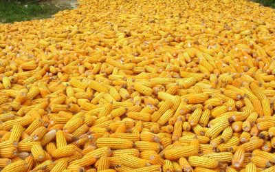 El Consejo Nacional Agropecuario celebra nuevo decreto  que garantiza  abastecimiento de maíz genéticamente modificado para sector pecuario.