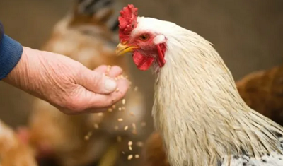 ¿El bienestar animal es responsabilidad de los veterinarios?