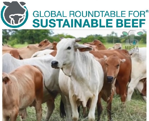 Mesa redonda global para la carne bovina sostenible.