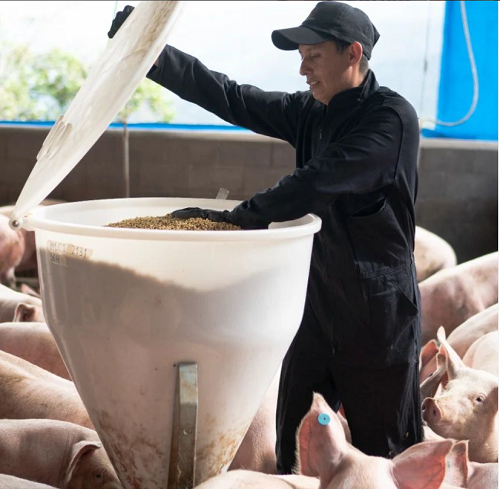 Pork Colombia genera proteína de calidad para  población creciente que demanda más carne de cerdo.