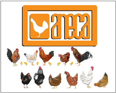 ANECA, junto con los productores, identifica y enfrenta retos de la grandiosa avicultura mexicana.