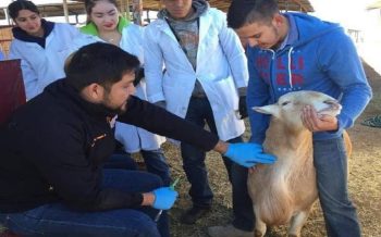 ¿Cuántos veterinarios hay en México y en qué laboran?. La FedMVZ nos dará la respuesta.