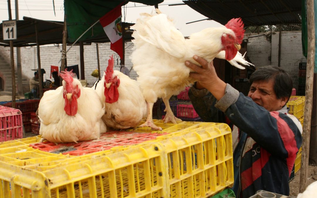 Cumbre Avícola Latinoamericana 2025 se centrará en factores que afectan la comercialización de las aves.