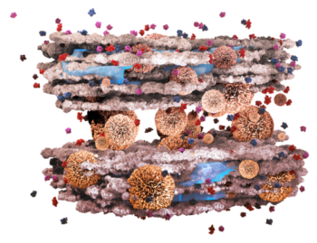 Cuando las biotoxinas hacen su aparición, la velocidad para neutralizarlas es clave.