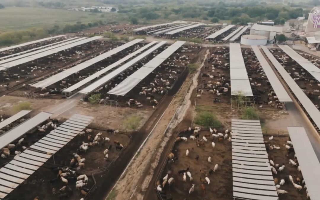 Un vistazo a la producción de la carne mexicana en el 2025.