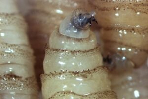 La miasis por Cochliomyia hominivorax continúa propagándose. OMSA llama a fuerte colaboración entre sectores pecuarios y a través de las fronteras.