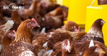 LIPOFEED integrado en la moderna nutrición animal, mantiene eficacia como fuente de buena energía.