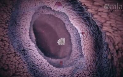 Minerales de arcilla: ¿Solución real o mito en la salud animal? Desmontamos las falsas creencias.