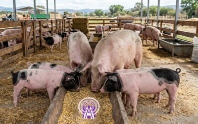 ¿Suplementación eficiente o desperdicio de recursos? La clave está en los minerales quelatados.