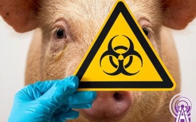 Informe para la ONU desconoce sustentabilidad y acatamiento de normatividad ambiental de la porcicultura en Yucatán. OPORMEX pide diálogo técnico basado en evidencia científica.