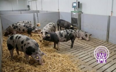 El bienestar animal. Más que animales sueltos es ciencia del manejo y la bioseguridad.