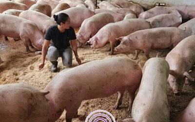 Menos exportación, más soberanía: El nuevo rumbo de la porcicultura mexicana