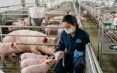 Simbiosis en la granja: El impacto del MVZ en la rentabilidad y salud de la porcicultura mexicana.