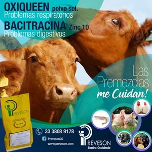 oxiqueen bovinos 300